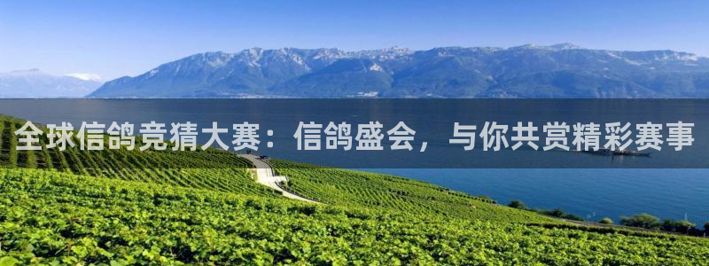 833直播足球直播：全球信鸽竞猜大赛：信鸽盛会，与你共赏精彩赛事