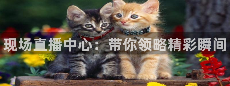 833体育免费直播入口：现场直播中心：带你领略精彩瞬间